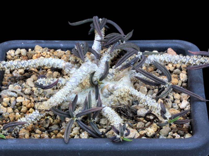 Euphorbia cylindrifolia 