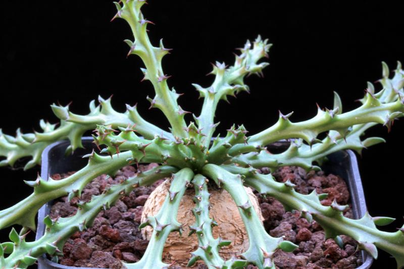 Euphorbia fanshawei 
