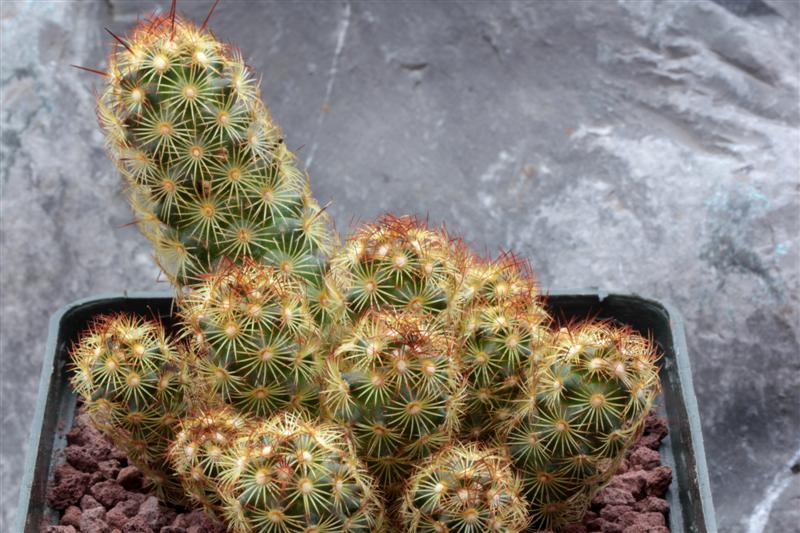 Mammillaria elongata 