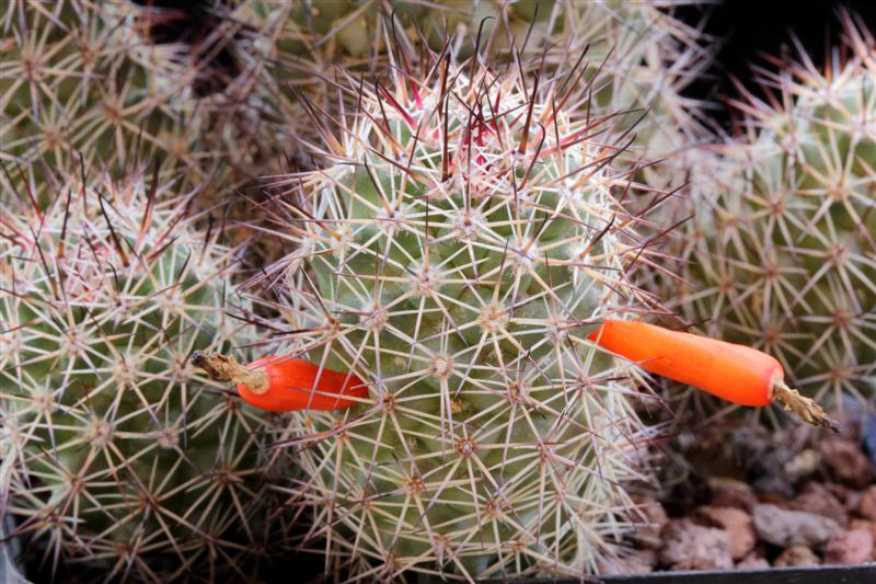 Mammillaria fraileana 