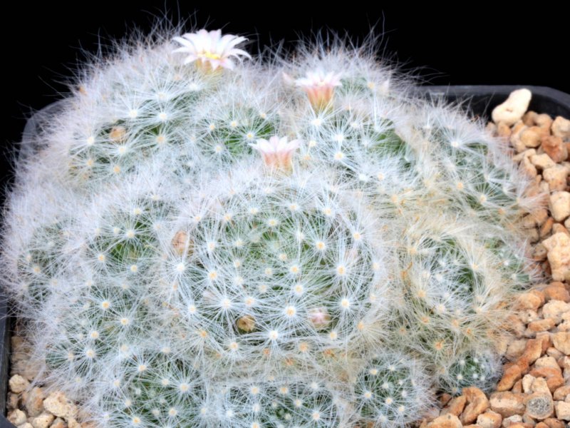 Mammillaria glassii 