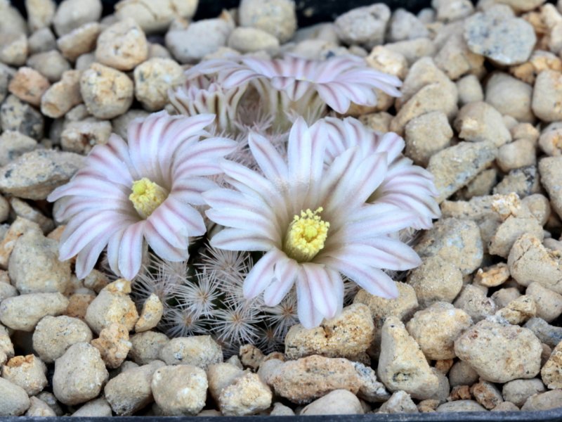 Mammillaria lasiacantha 