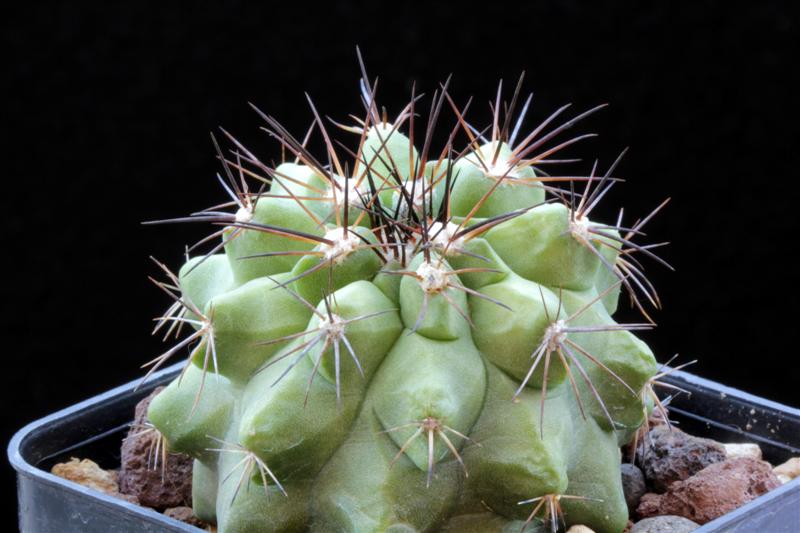 Copiapoa cinerascens v. grandiflora 