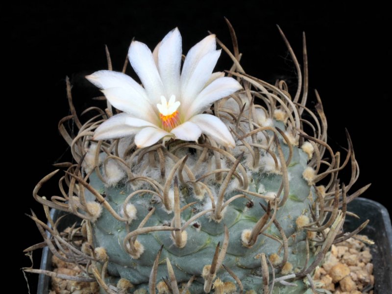 Turbinicarpus macrochele ssp. frailensis 