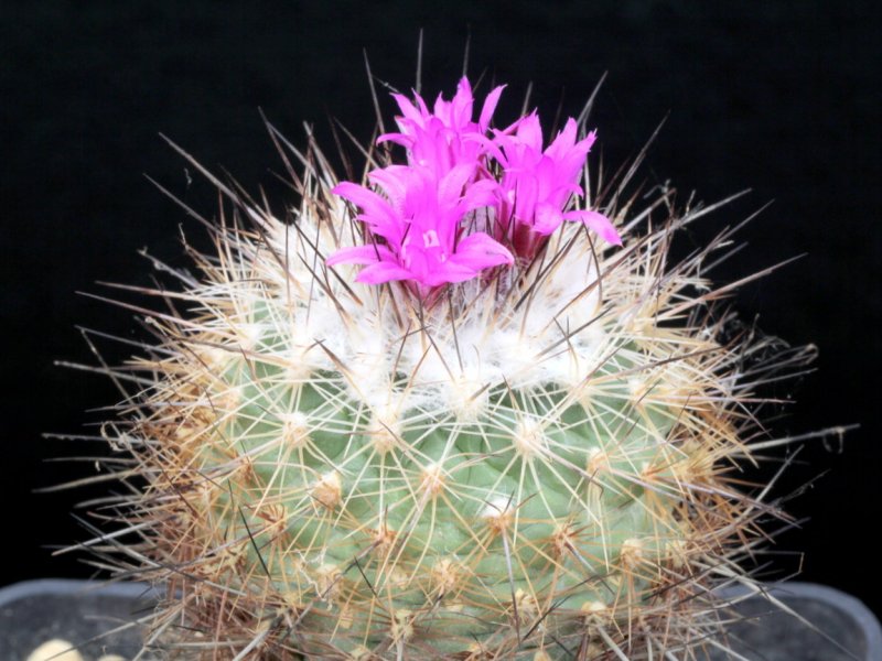 turbinicarpus viereckii