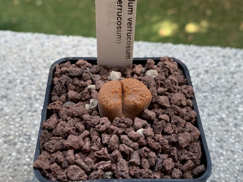 ophthalmophyllum verrucosum