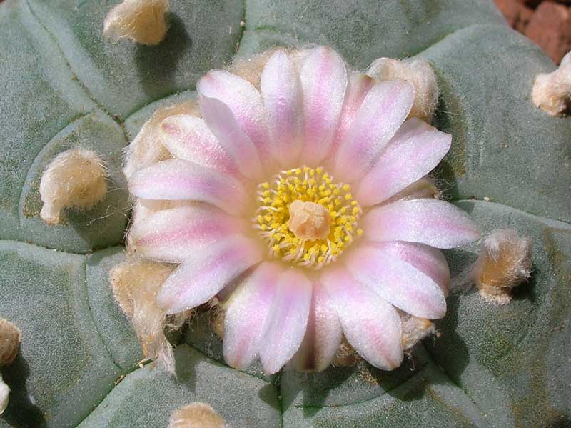 Lophophora williamsii 