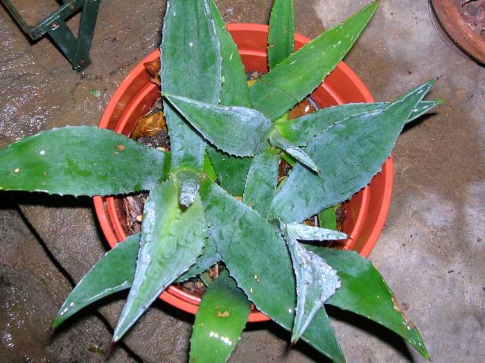 Agave americana 