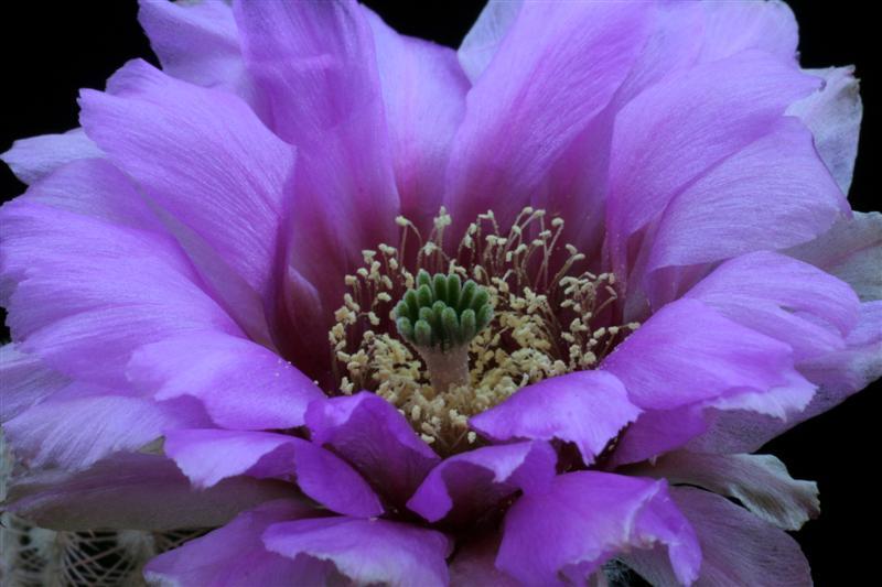 Echinocereus reichenbachii 