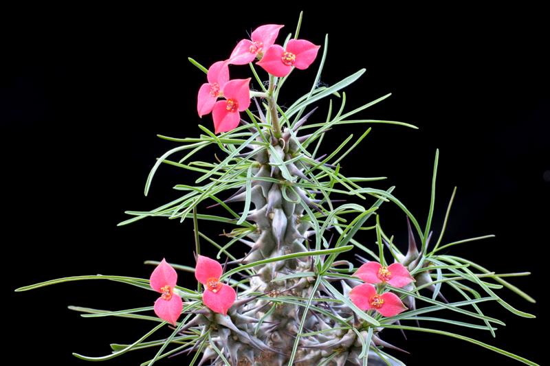 Euphorbia gottlebei 