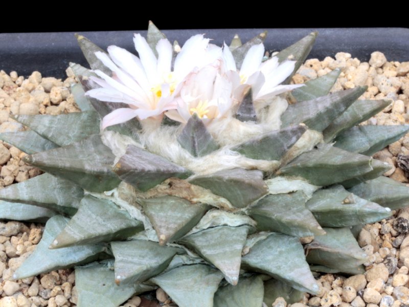 Ariocarpus retusus 