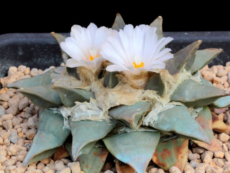 Ariocarpus retusus 