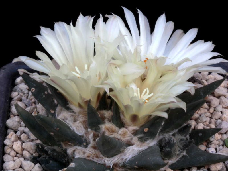 Ariocarpus retusus ssp. trigonus 