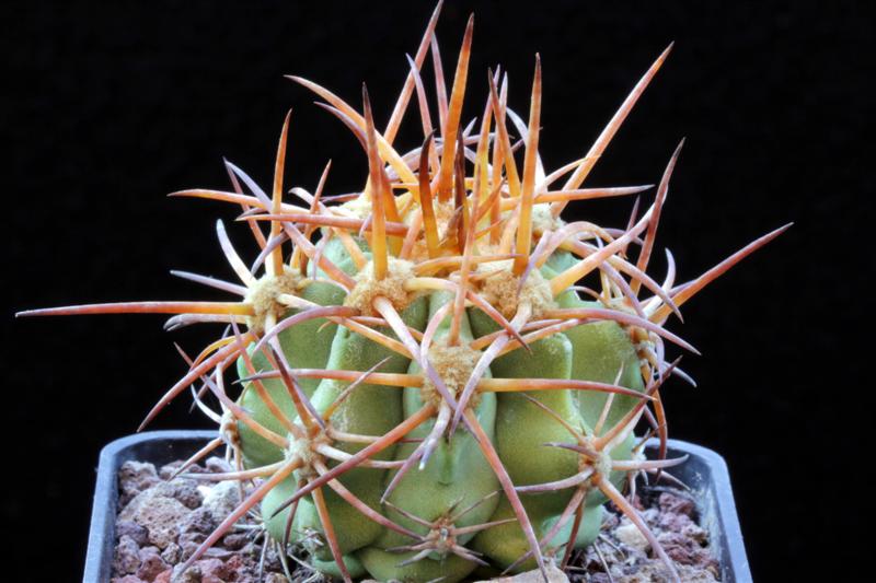 Copiapoa solaris 