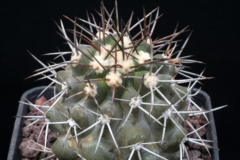 Copiapoa vallenarensis KK 91