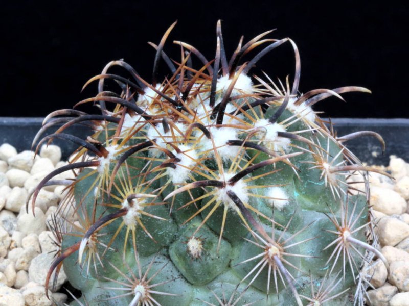 Coryphantha kracikii 