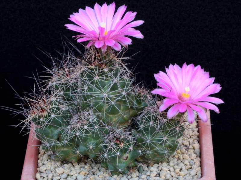 Coryphantha macromeris 