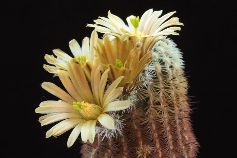 Echinocereus chloranthus 