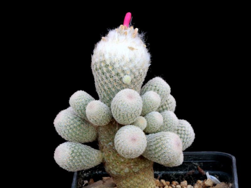 Epithelantha dickisoniae 