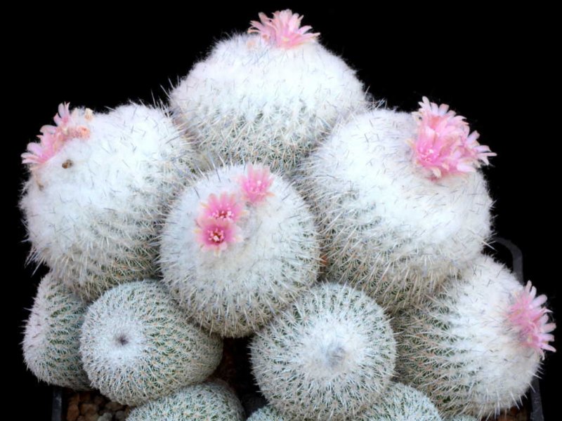 Epithelantha unguispina 