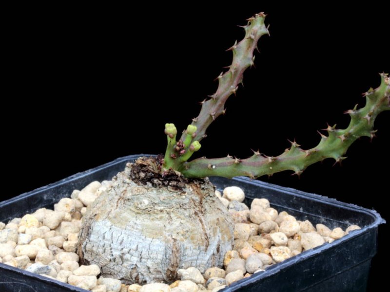 Euphorbia decidua 