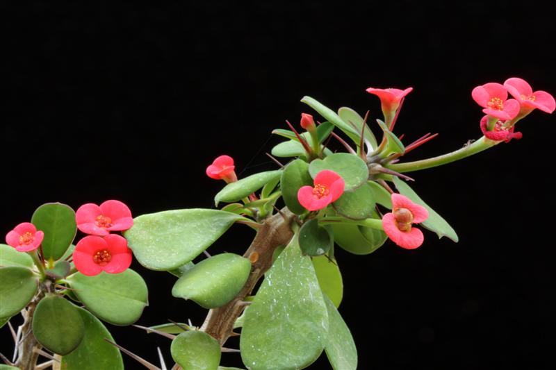 euphorbia milii v. imperatae