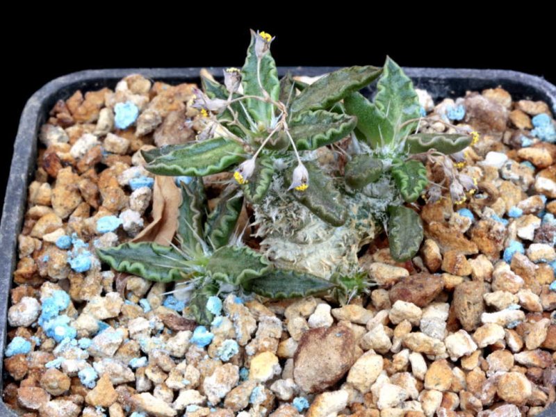 Euphorbia tulearensis 