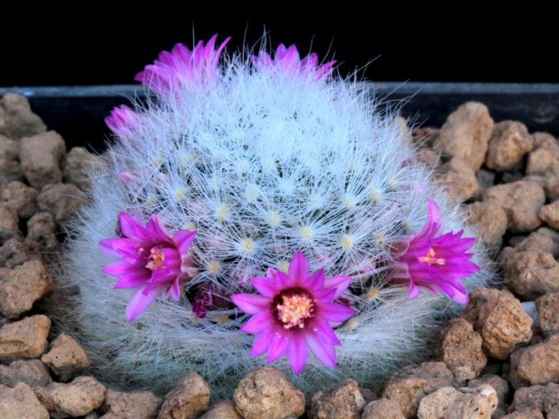 Mammillaria laui ssp. dasyacantha 