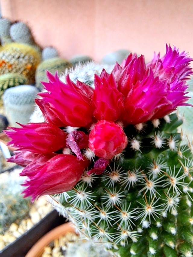 Mammillaria matudae 