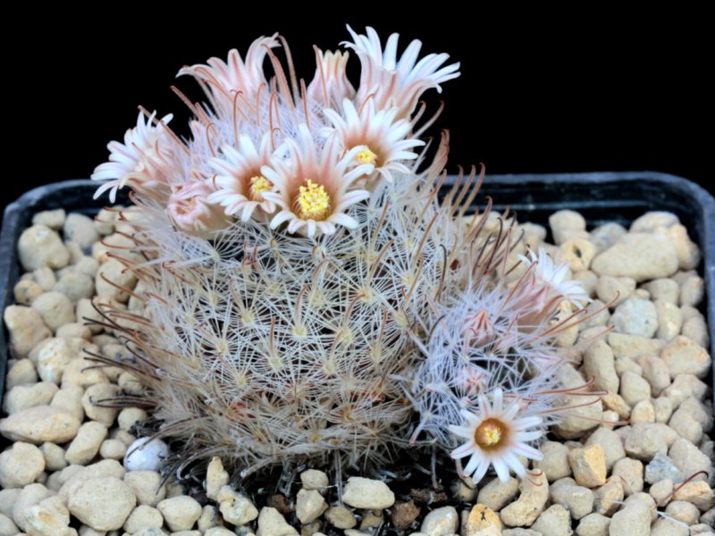 Mammillaria nazasensis 