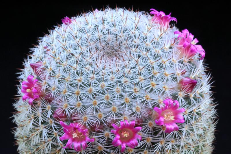 Mammillaria supertexta 