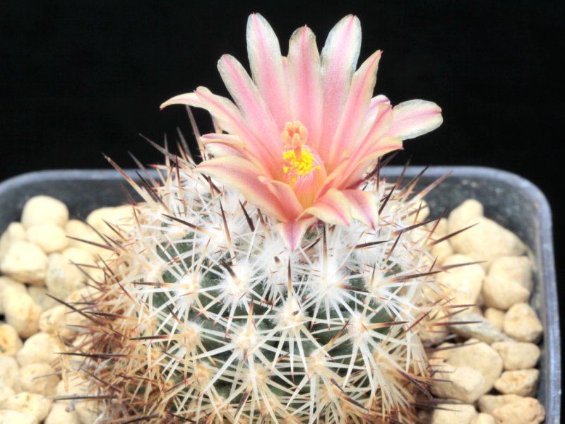 Turbinicarpus beguinii 