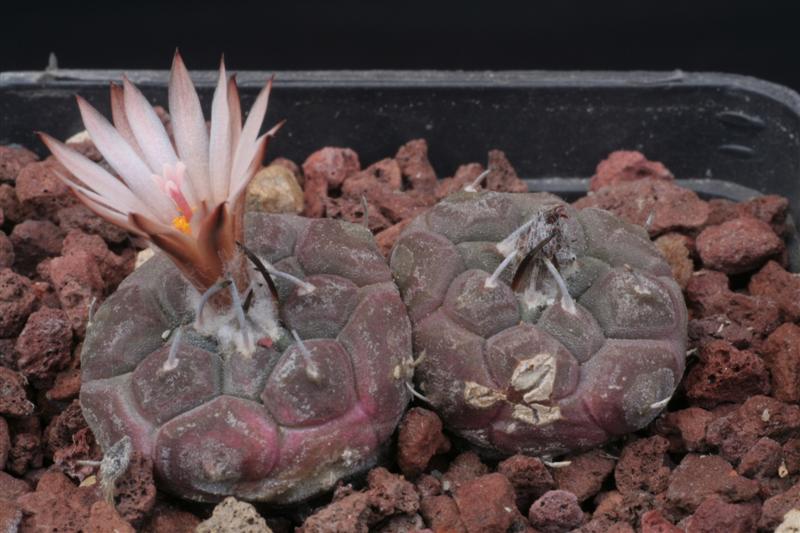 Turbinicarpus jauernigii 