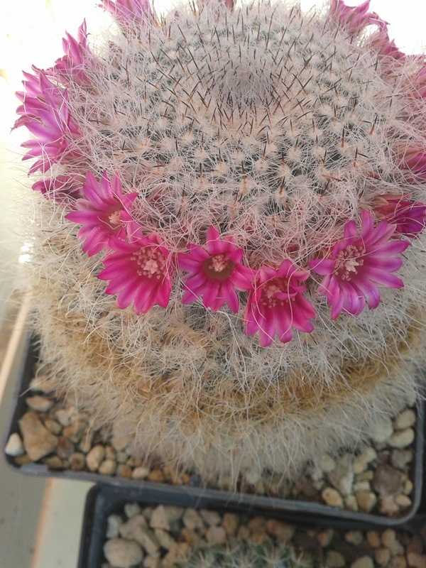 Mammillaria hahniana 