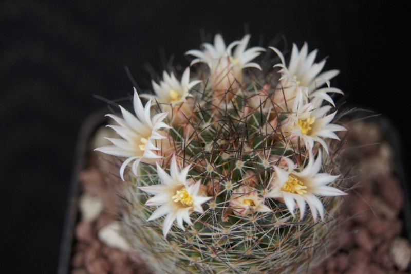 Mammillaria picta 