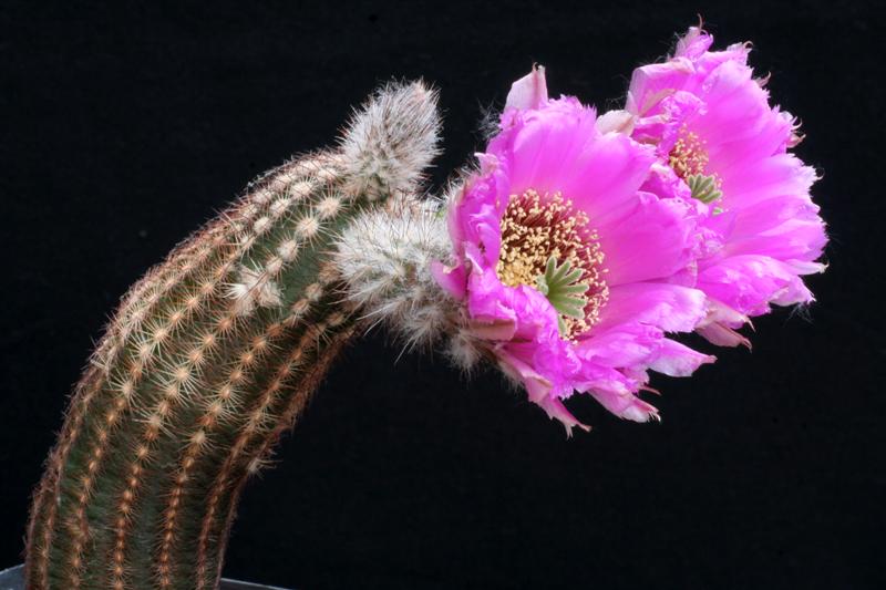 Echinocereus  reichenbachii v. perbellus 