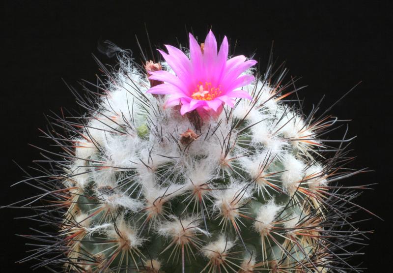 Turbinicarpus viereckii 