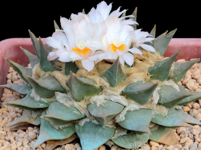 Ariocarpus retusus 