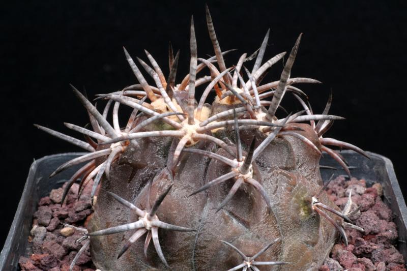 Copiapoa dura 