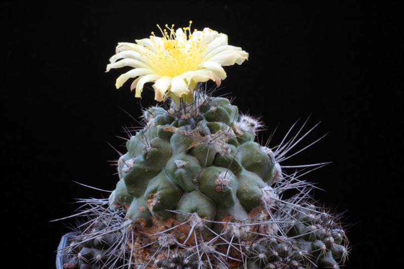 Copiapoa maritima KK 1709