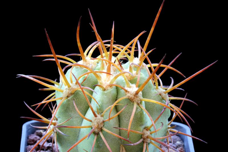 Copiapoa solaris 