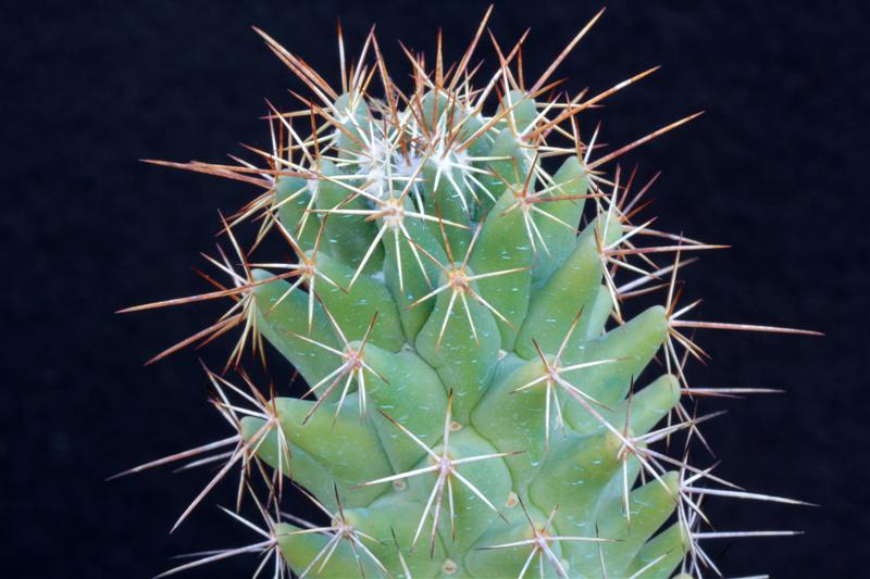 Coryphantha octacantha 