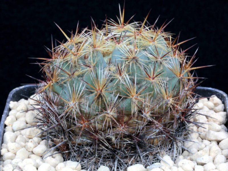 Coryphantha echinoidea PAN 164