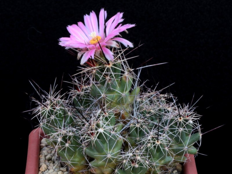 Corynopuntia macromeris 