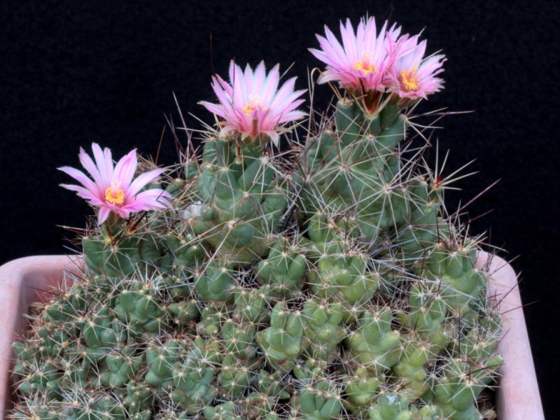 Coryphantha macromeris ssp. runyonii DJF 1035/17