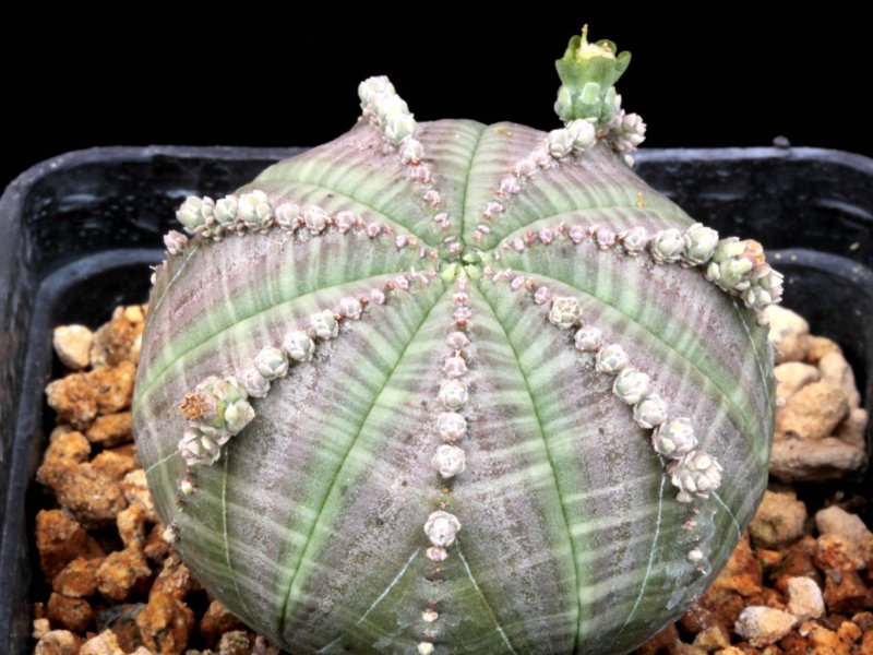 Euphorbia obesa f. prolifera 