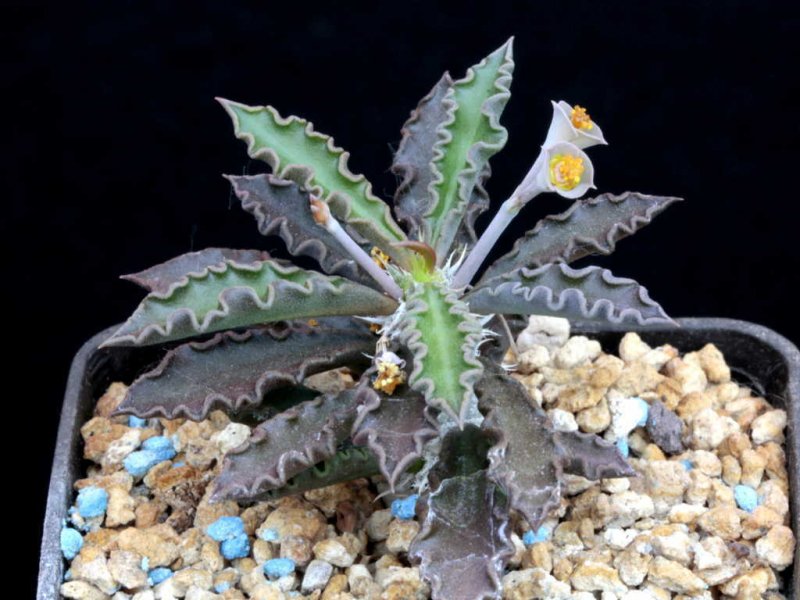 Euphorbia tulearensis 