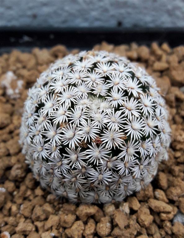 Mammillaria hernandezii 