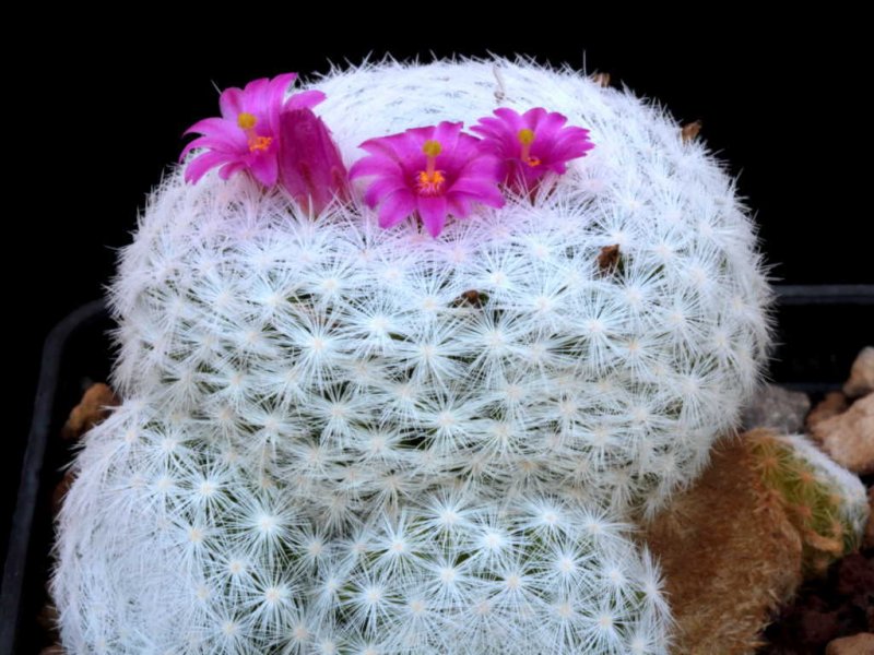 Mammillaria humboldtii 