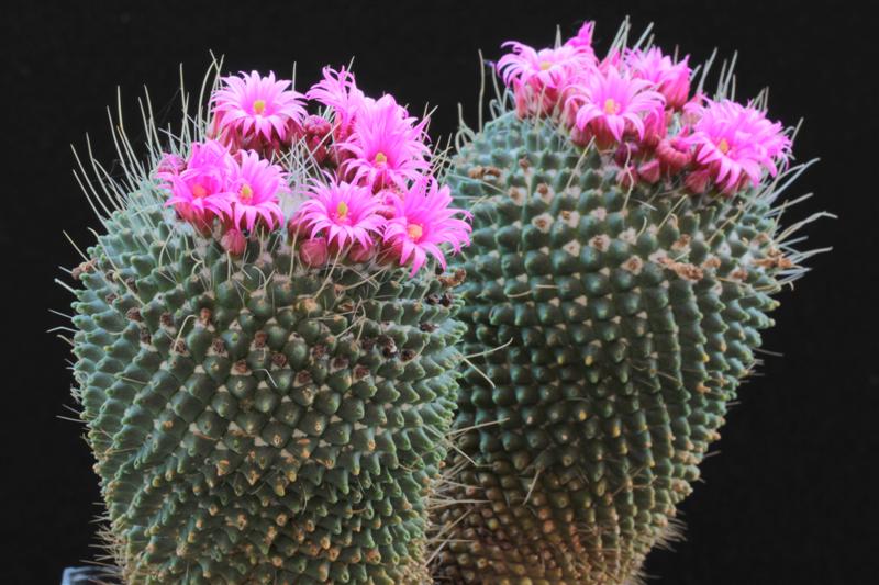 Mammillaria polythele cv. un pico 